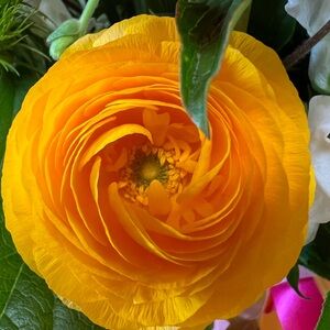 Meet your Posher, Polly